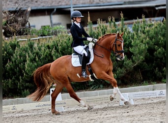 Poni alemán, Caballo castrado, 5 años, 148 cm, Alazán