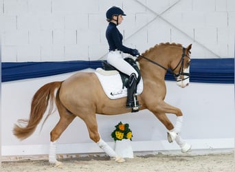 Poni alemán, Caballo castrado, 5 años, 148 cm, Alazán