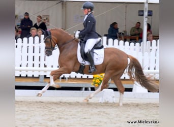 Poni alemán, Caballo castrado, 5 años, 148 cm, Alazán