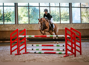 Poni alemán, Caballo castrado, 5 años, 148 cm, Alazán