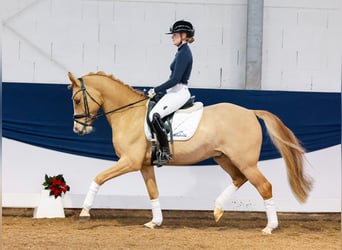 Poni alemán, Caballo castrado, 5 años, 148 cm, Bayo