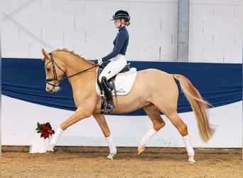 Poni alemán, Caballo castrado, 5 años, 148 cm, Bayo