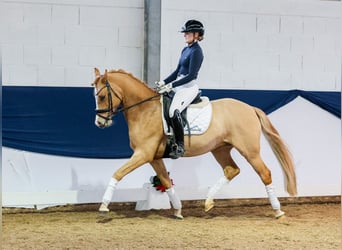 Poni alemán, Caballo castrado, 5 años, 148 cm, Bayo