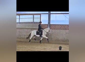 Poni alemán, Caballo castrado, 5 años, 148 cm