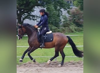 Poni alemán, Caballo castrado, 5 años, 148 cm, Castaño oscuro