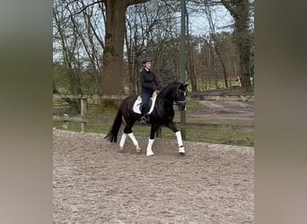 Poni alemán, Caballo castrado, 5 años, 148 cm, Negro