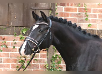 Poni alemán, Caballo castrado, 5 años, 148 cm, Negro