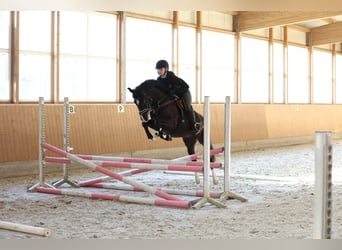 Poni alemán, Caballo castrado, 5 años, 148 cm, Negro