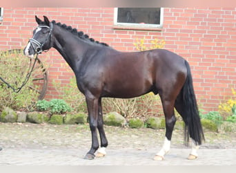 Poni alemán, Caballo castrado, 5 años, 148 cm, Negro