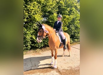 Poni alemán, Caballo castrado, 5 años, 148 cm, Red Dun/Cervuno