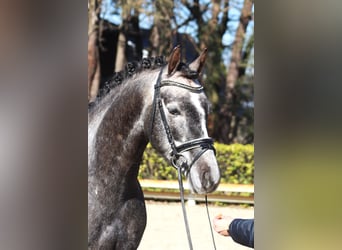 Poni alemán, Caballo castrado, 5 años, 148 cm, Tordo