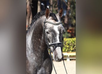 Poni alemán, Caballo castrado, 5 años, 148 cm, Tordo