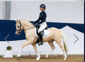 Poni alemán, Caballo castrado, 5 años, 148 cm, Tordo picazo