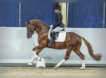 Poni alemán, Caballo castrado, 5 años, 149 cm, Alazán-tostado
