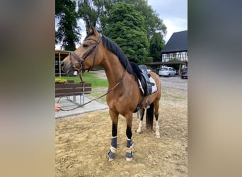Poni alemán, Caballo castrado, 5 años, 149 cm, Buckskin/Bayo