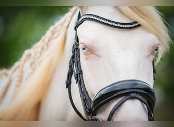 Poni alemán Mestizo, Caballo castrado, 5 años, 149 cm, Cremello