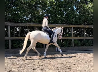 Poni alemán Mestizo, Caballo castrado, 5 años, 149 cm, Cremello