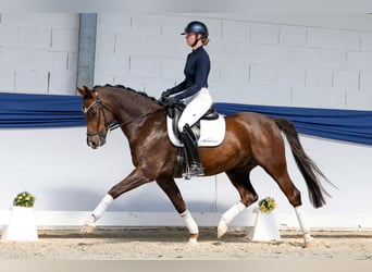 Poni alemán, Caballo castrado, 5 años, 150 cm, Alazán-tostado