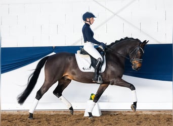 Poni alemán, Caballo castrado, 5 años, 150 cm, Castaño oscuro