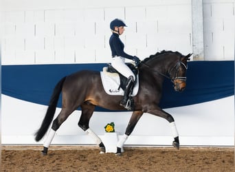 Poni alemán, Caballo castrado, 5 años, 150 cm, Castaño oscuro