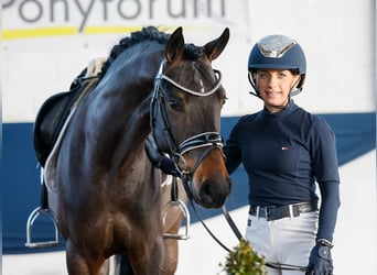 Poni alemán, Caballo castrado, 5 años, 150 cm, Castaño oscuro