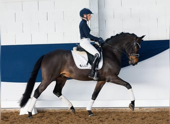 Poni alemán, Caballo castrado, 5 años, 150 cm, Castaño oscuro