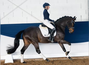 Poni alemán, Caballo castrado, 5 años, 150 cm, Castaño oscuro