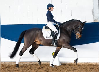 Poni alemán, Caballo castrado, 5 años, 150 cm, Castaño oscuro