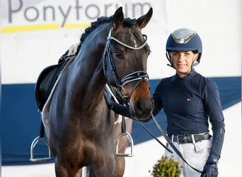 Poni alemán, Caballo castrado, 5 años, 150 cm, Castaño oscuro