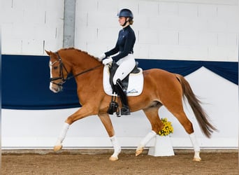 Poni alemán, Caballo castrado, 5 años, 151 cm, Alazán