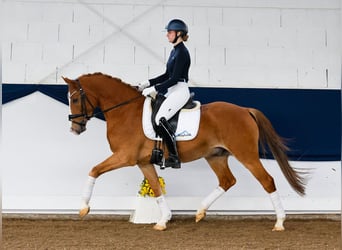 Poni alemán, Caballo castrado, 5 años, 151 cm, Alazán