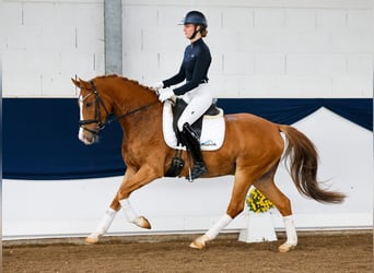 Poni alemán, Caballo castrado, 5 años, 151 cm, Alazán