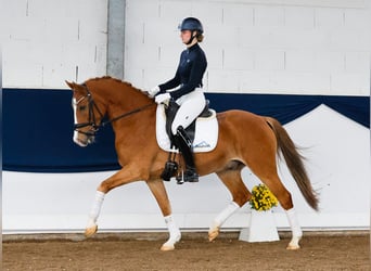 Poni alemán, Caballo castrado, 5 años, 151 cm, Alazán