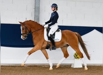 Poni alemán, Caballo castrado, 5 años, 151 cm, Alazán