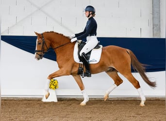 Poni alemán, Caballo castrado, 5 años, 151 cm, Alazán