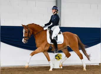 Poni alemán, Caballo castrado, 5 años, 151 cm, Alazán