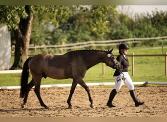 Poni alemán, Caballo castrado, 5 años, 151 cm, Bayo