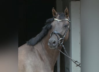 Poni alemán, Caballo castrado, 5 años, 151 cm, Bayo