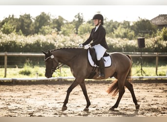 Poni alemán, Caballo castrado, 5 años, 151 cm, Bayo