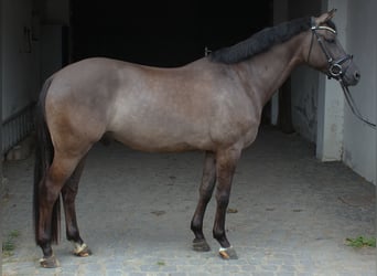 Poni alemán, Caballo castrado, 5 años, 151 cm, Bayo