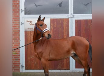 Poni alemán, Caballo castrado, 5 años, 151 cm, Castaño