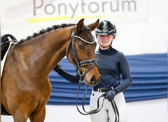 Poni alemán, Caballo castrado, 5 años, 151 cm, Castaño