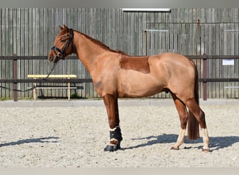 Poni alemán, Caballo castrado, 5 años, 152 cm, Alazán