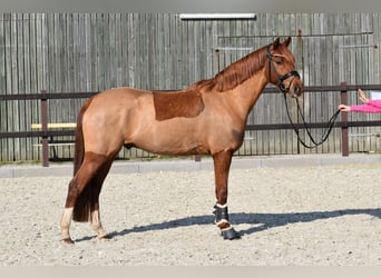 Poni alemán, Caballo castrado, 5 años, 152 cm, Alazán