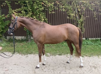 Poni alemán, Caballo castrado, 5 años, 152 cm, Alazán-tostado