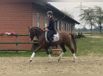 Poni alemán, Caballo castrado, 5 años, 152 cm, Alazán-tostado