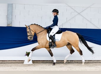 Poni alemán, Caballo castrado, 5 años, 152 cm, Bayo