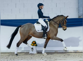 Poni alemán, Caballo castrado, 5 años, 152 cm, Castaño