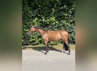 Poni alemán, Caballo castrado, 5 años, 152 cm, Castaño