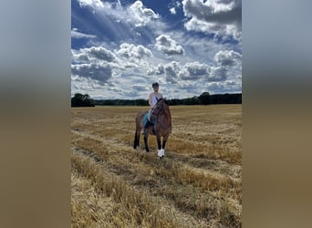 Poni alemán, Caballo castrado, 5 años, 152 cm, Castaño